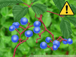 2 Best Ways To Identify Common Poisonous Berries In North