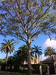Image result for Eucalyptus tereticornis