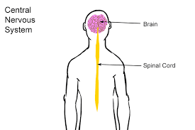 The peripheral nervous system consists of sensory neurons, ganglia (clusters of neurons) and nerves that connect the central nervous system to arms. The Central Nervous System Is A Complex Of Nerve Tissues