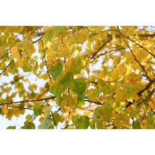 We did not find results for: Buy Bare Root Moorpark Apricot Trees For Sale Chief River Nursery Chief River Nursery