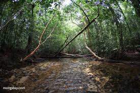 Clear Water Stream In Gunung Palung Indonesian Borneo Indonesian Rainforest Borneo Photo Slideshow