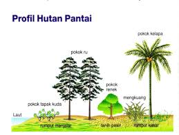 Hutan hujan tropis memiliki empat lapisan utama. Tumbuh Tumbuhan Semula Jadi Dan Hidupan Liar Course Lea