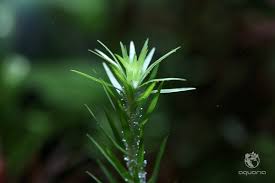 Image result for Syngonanthus