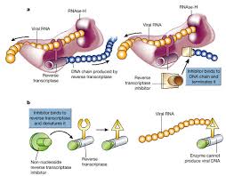 Image result for Nucleoside Reverse Transcriptase Inhibitor