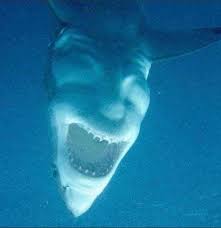 Sea ocean marine wildlife predator dangerous animal swimming in blue. As If Sharks Were Not Scary Enough Album On Imgur