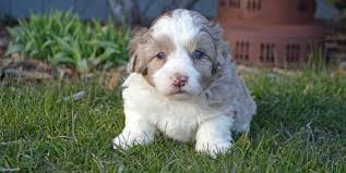 Aussiedoodle puppies florida can vary in prices depending on the breeder. Aussiedoodle Puppy For Sale Adoption Rescue For Sale In Arthur Illinois Classified Americanlisted Com