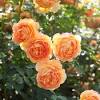 He always looks his best with warm, golden yellow blooms set against mid green foliage. Https Encrypted Tbn0 Gstatic Com Images Q Tbn And9gcqpkm0e83cxqjxikgjueoxjkl7fka8ycbs0kuqtpmlx81cd9kze Usqp Cau