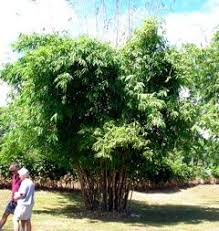 Image result for Oxytenanthera abyssinica