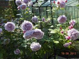 Novalis Rose Photo Hybrid Tea Roses Rose Photos Tea Roses