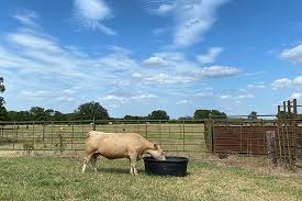See more ideas about trough planters, water trough, outdoor gardens. Keep Livestock Water Troughs Clean This Summer Texas Farm Bureau