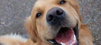 I Used To Have 10 Fingers Then A Lovable Golden Retriever Ripped One Off