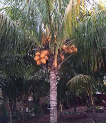 We sell fresh green coconuts, coconut water, coconut flower, coconut opener, coconut and banana trees, tropical leaves decorations, mango leaves, bamboo. South Florida Coconut Palms Discussing Palm Trees Worldwide Palmtalk