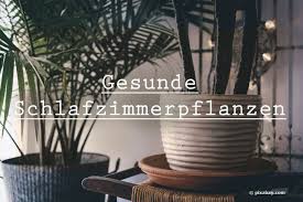Pflanzen, die schadstoffe aus der luft filtern Gesunde Schlafzimmerpflanzen 18 Ideale Pflanzen Furs Schlafzimmer