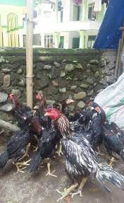 Perkutut dengan katuranggan buntel mayit cenderung dihindari oleh sebagian besar penghobi perkutut karena di. Ayam Suro Bantalan Mayit Cara Golden