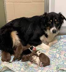Dogs and puppies for adoption. 100 Puppies Born After Dogs Seized From Alleged U P Puppy Mill Mlive Com