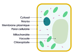 Made in partnership with nsta. File Simple Diagram Of Plant Cell Fr Svg Wikimedia Commons