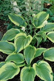 Check spelling or type a new query. 16 Long Living Perennials That Will Last For Decades In Your Garden Better Homes Gardens