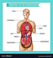 The liver is an organ concerned with various metabolism and detoxifying roles in the body of the organism. Facebook