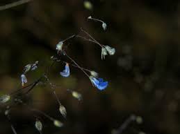 Image result for Coleus gracillimus