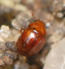 Alight on grasses and plant stems. Small Brown Bugs In House How To Get Rid Of Tiny Brown Bugs In House Naturally Getridofallthings Com