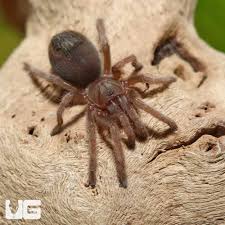 Image result for Empogona sp. A