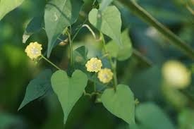 Image result for Merremia verecunda