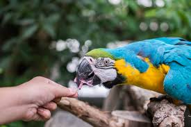Quieres Que Tu Loro Hable Aqui Te Ensenaremos Como Hacerlo En 10 Pasos Mis Animales