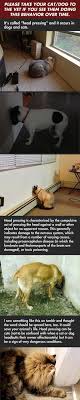 If you know anyone looking for a new cat friend, please message me on facebook or. Head Pressing By Dogs And Cats Did A Search And Confirmed This Is Legit Link To Page On Pet Md Site With More Information Dog Cat Dogs Pets
