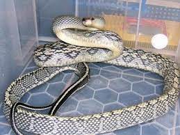 How To Tame A Vietnamese Blue Beauty Snake Snake Vietnamese Blue