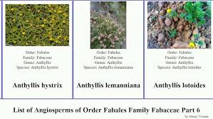 Image result for Argyrolobium macrophyllum