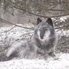 Kangal Kangaltr Trkangal Kangal Tr Akbas Capar Malakli Kangaldog Dog Doggy Sarabi Mastif Alabai Dogoarg Wolf Spirit Animal Wolf Howling Wolf Dog