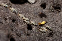 4 Things You Re Doing That Attract Termites Garden Outdoor Lifestyle Termites Termite Control Termite Treatment