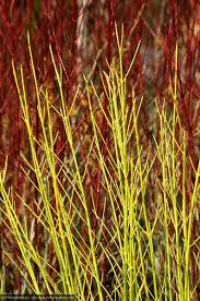 Buy Golden Twig Dogwood Cornus Sericea Flaviramea Delivery By Waitrose Garden In Association With Crocus Twig Dogwood Winter Plants Olive Garden Delivery