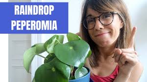 Peperomias can be propagated from stem, leaf & tip cuttings. Peperomia Polybotrya Raindrop Peperomia Care Youtube