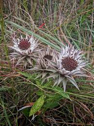 Image result for Macledium zeyheri