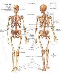 Esqueleto Axial Y Apendicular Nombres Imagui Skeletal System Worksheet Human Skeleton Bones Skeletal System