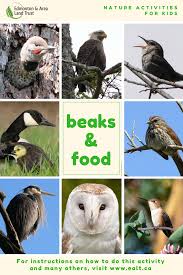 Learn All About Different Beaks And How Birds Eat Beak Nature Activities Bird Beaks