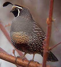 (1951) california valley quail (1931) california redwoods (sequoia sempervirens & sequoiadendron giganteum) (1937, 1953) golden poppy (1903) animal: California State Bird California Quail