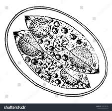 Image result for Cyclospora