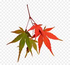 Free Photo Fall Maple Autumn Nature Leaves Tree Japanese Maple Png Stunning Free Transparent Png Clipart Images Free Download 22 transparent png of japanese maple. free photo fall maple autumn nature