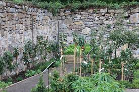 Better homes and gardens is the place to go for garden ideas, inspiration and information. 5 Reasons For Breeding Fruit And Berry Plants For Home Gardens