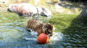 Danau djonge no.22, sawojajar, madyopuro, kecamatan kedungkandang, kabupaten malang, jawa timur 65139. Harimau Makan Ternak Bbksda Manusia Yang Masuk Ke Rumahnya