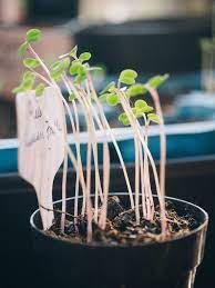 Perfect Timing When To Get Your Garden Started Backyard Vegetable Gardens Apartment Garden Plants
