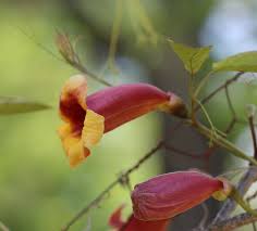 Image result for Bignonia capreolata