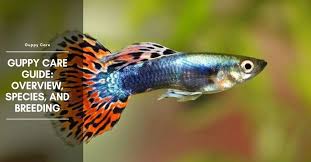 Guppy Species Care Guide The Aquarium Adviser In 2020 Guppy Breeds Guppy Fish