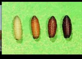 Maden Unter Der Couch Tiere Wohnung