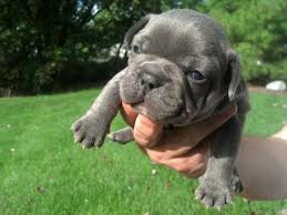 French bulldog puppies for sale in michiganselect a breed. French Bulldog For Sale Michigan Page 7