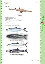 The indian mackerel (rastrelliger kanagurta) is a species of mackerel in the scombrid family (family scombridae) of order perciformes. Confused Over Fish Names