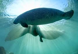 | meaning, pronunciation, translations and examples. Florida Manatee Chassahowitzka U S Fish And Wildlife Service