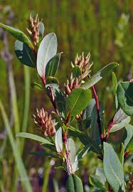 Image result for Balanites pedicellaris